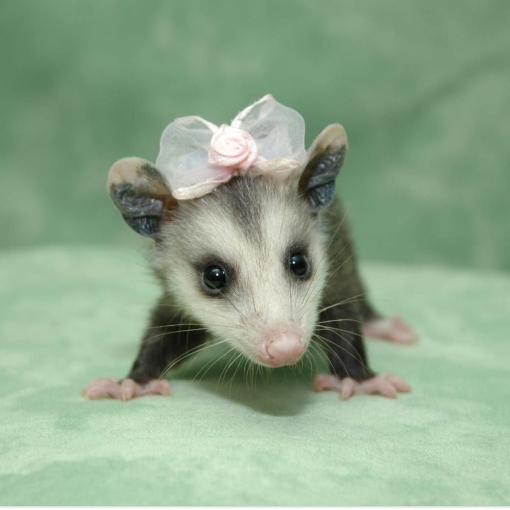 Meet your Posher, Tabitha